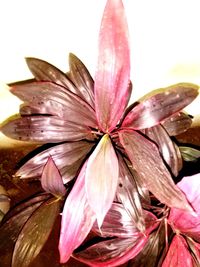 Close-up of pink lilies on white background