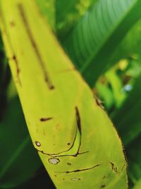 Close-up of insect on leaves
