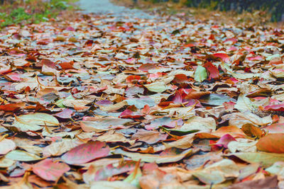 Close-up of autumn leaves on field