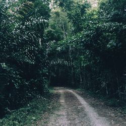 Road amidst trees in forest