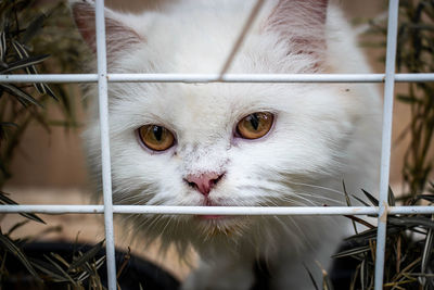 Close-up portrait of a cat