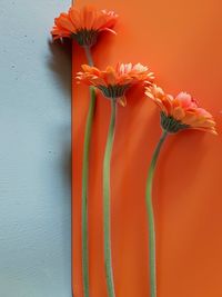 Close-up of orange flower in vase against wall