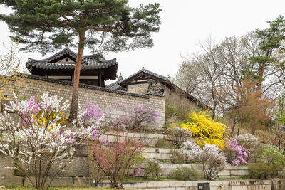 View of cherry blossom tree by house against sky