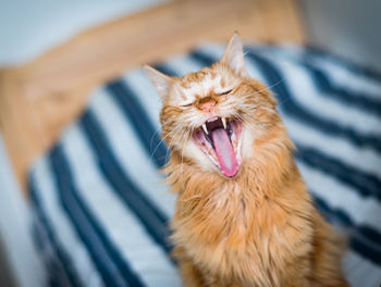 Close-up of cat yawning