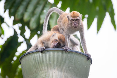 Three monkeys grooming each other on a lamp post 