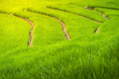 Scenic view of agricultural field