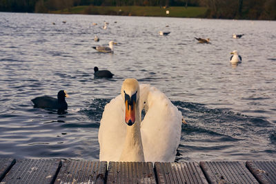 Swans swimming in lake