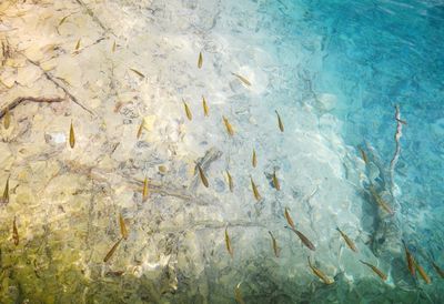 View of fishes swimming in sea