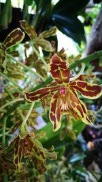 Close-up of flower growing on tree