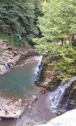 River amidst trees in forest