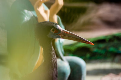 Close-up of pelican