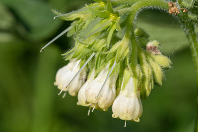 Close up of common comfrey  flowers in bloom