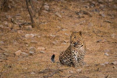 View of a cat on land