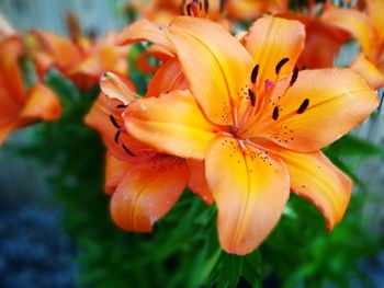 Close-up of orange flower