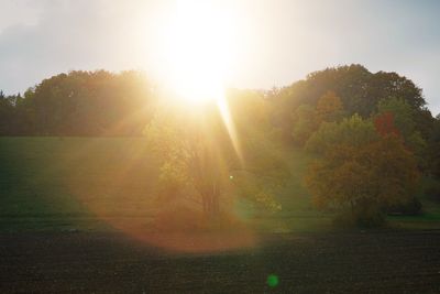 Sun shining through trees