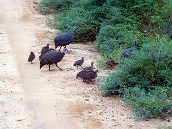 High angle view of birds on field