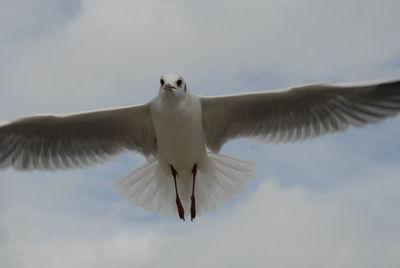 Low angle view of seagull flying