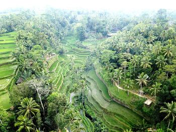 High angle view of agricultural field