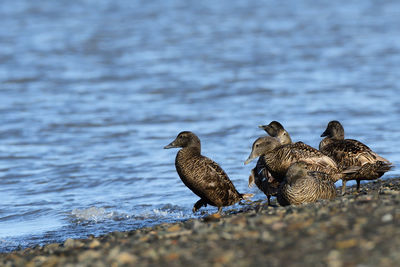 Flock of birds on the beach