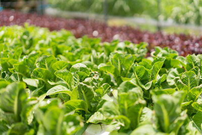 Close-up of fresh green leaves