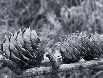 Pine cones 