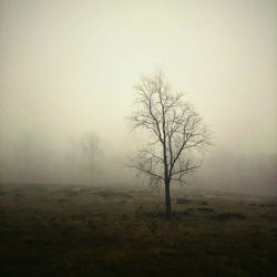 Bare trees on field in foggy weather