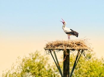 Bird perching on wooden post against sky