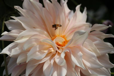 Close-up of insect on white flower