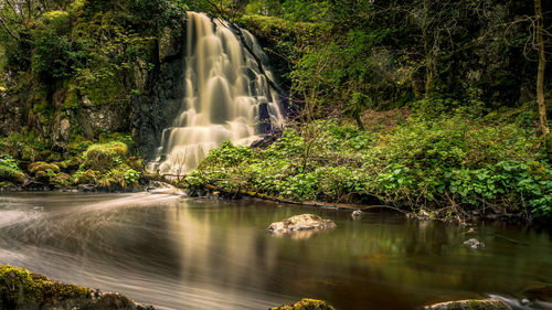 Scenic view of waterfall in forest