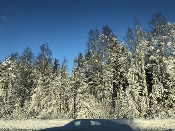 Trees against clear sky during winter