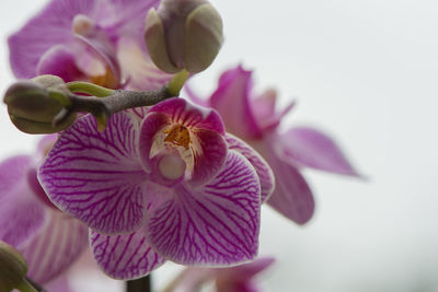 Close-up of pink orchids