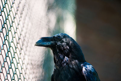 Close-up of a bird