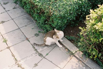 High angle view of cat sleeping