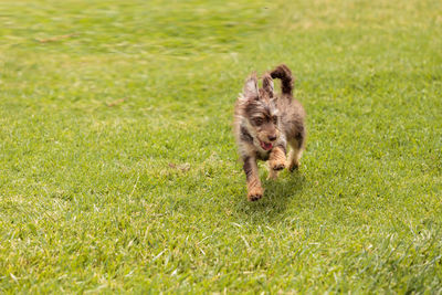 Terrier dog mix plays in a dog park in summer.