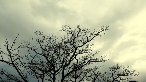 Low angle view of silhouette bare tree against sky