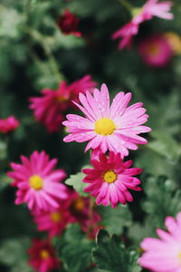 Close-up of pink flowering plants