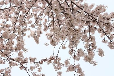 Low angle view of cherry blossoms in spring against clear sky