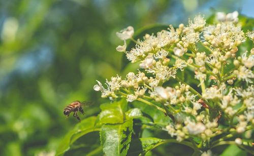 Close-up of bee pollinating on flower