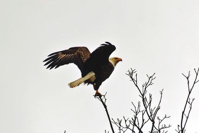 Low angle view of bird perching on tree