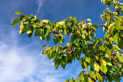 Dried and moldy cherries due to hot weather, no rainfall in western germany, broken branches.