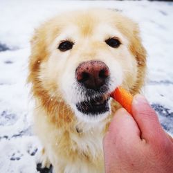 Close-up of hand holding dog