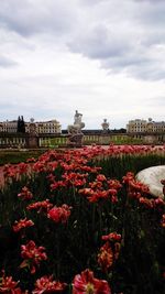 Red flowering plants on field against sky