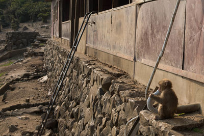 View of monkey playing with pipe outdoors