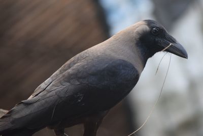 Close-up of bird perching