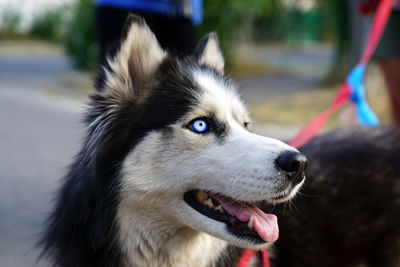 Close-up of dog looking away