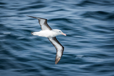 Seagull flying over sea