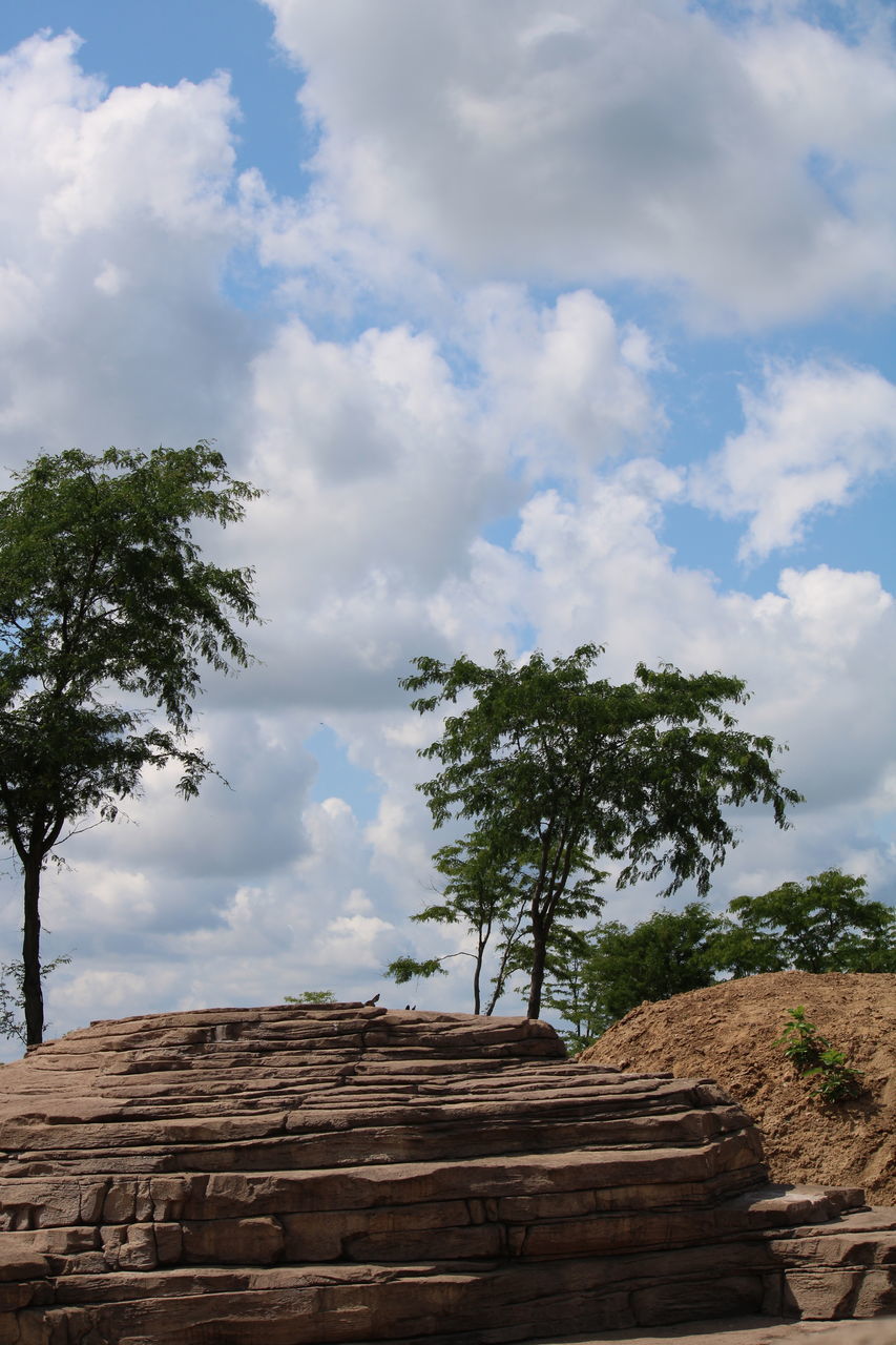 LOW ANGLE VIEW OF TREES GROWING ON ROCK