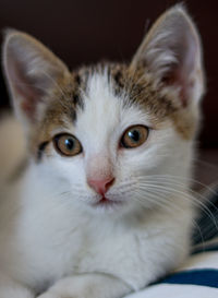 Close-up portrait of a cat