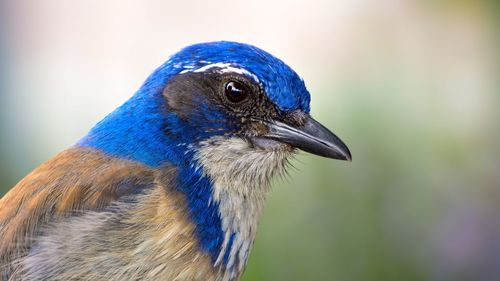 Close-up of a bird