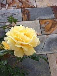 Close-up of yellow rose